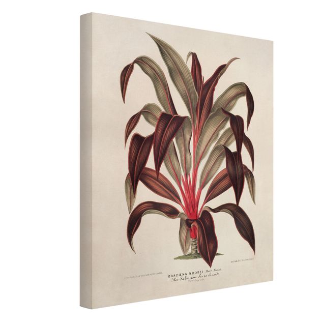 Leinwandbild - Botanik Vintage Illustration Drachenbaum - Hochformat 4:3