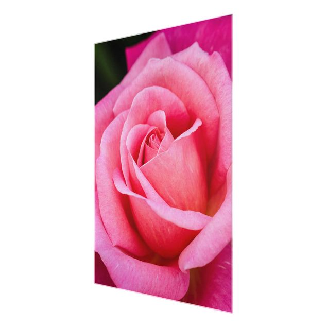 Glasbild - Pinke Rosenblüte vor Grün - Hochformat 4:3