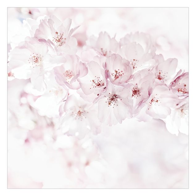 Fototapete - Ein Kirschblütenhauch