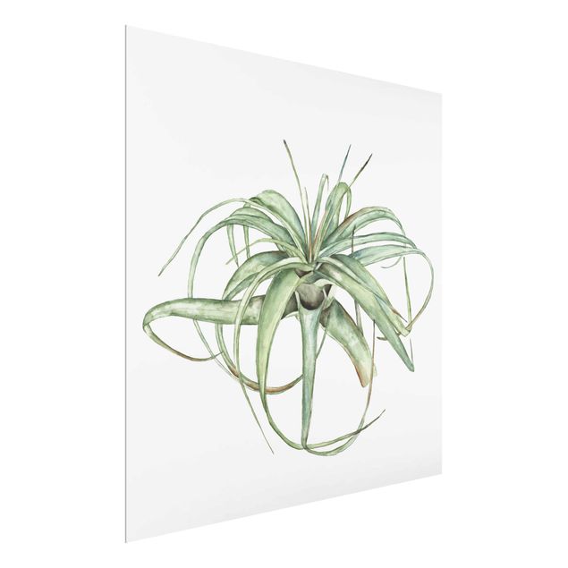 Glasbild - Luftpflanze Aquarell I - Quadrat 1:1