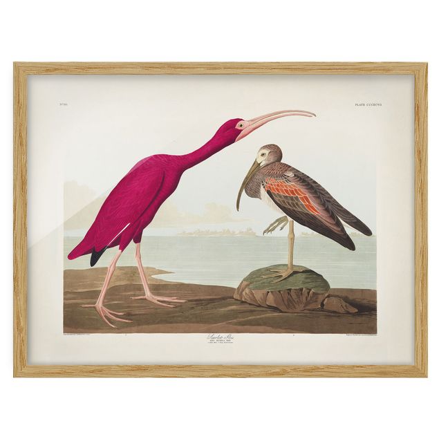 Bild mit Rahmen - Vintage Lehrtafel Roter Ibis - Querformat 3:4