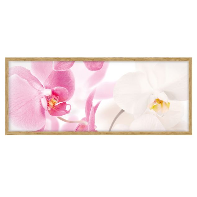 Bild mit Rahmen - Delicate Orchids - Panorama Querformat