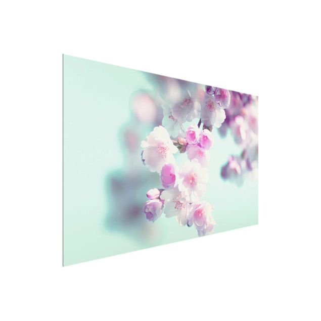 Glasbild - Farbenfrohe Kirschblüten - Querformat