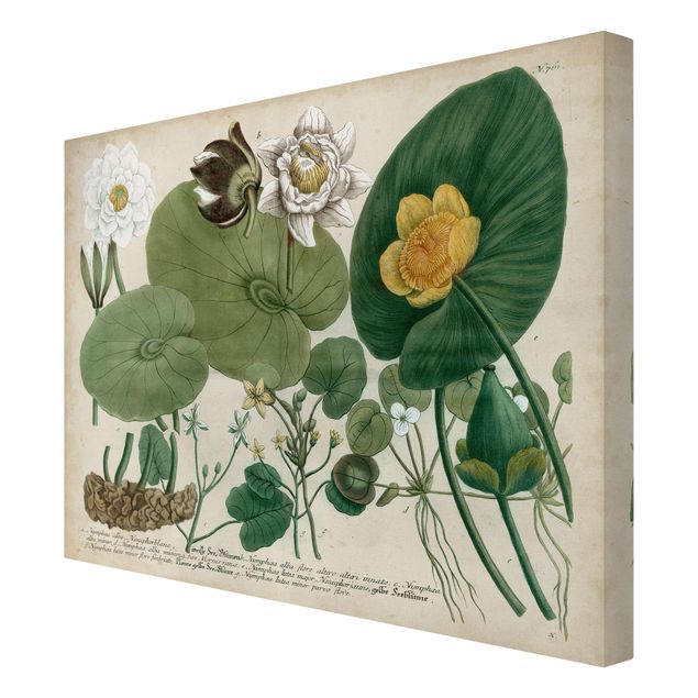Leinwandbild - Vintage Illustration Weiße Wasserlilie - Querformat 3:4