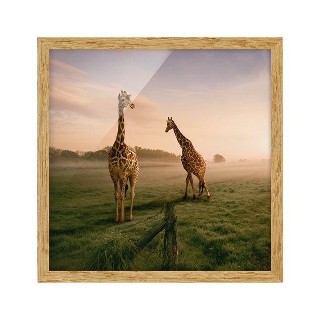 Bild mit Rahmen - Surreal Giraffes - Quadrat 1:1