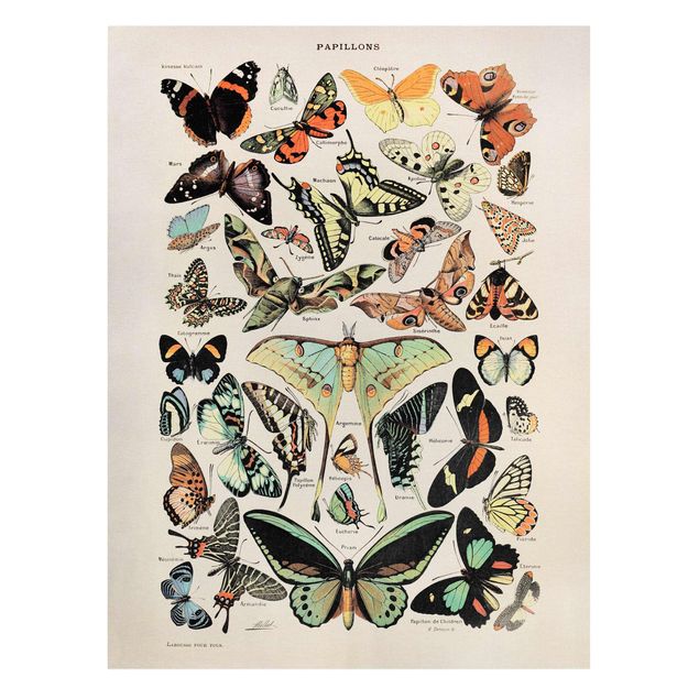 Leinwandbild - Vintage Lehrtafel Schmetterlinge und Falter - Hochformat 4:3