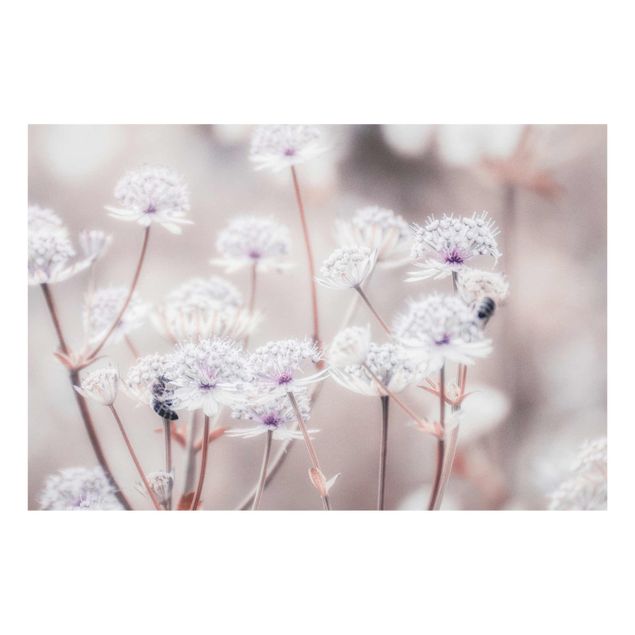 Glasbild - Federleichte Wildblumen - Querformat