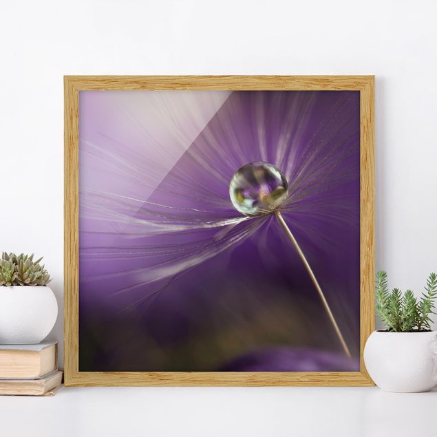 Bild mit Rahmen - Pusteblume in Violett - Quadrat 1:1