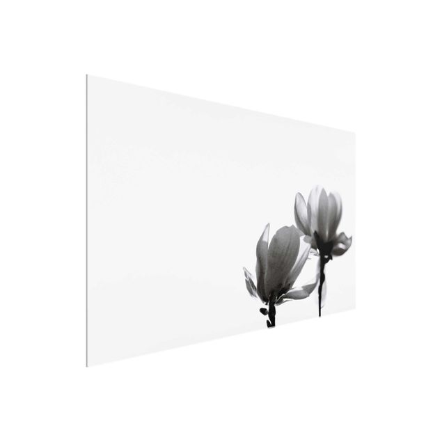 Glasbild - Frühlingsbote Magnolie Schwarz Weiß - Querformat