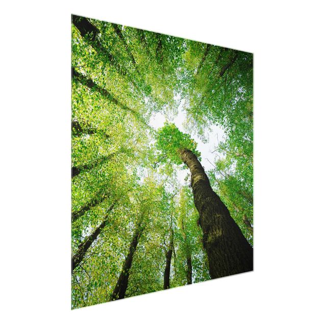 Glasbild - Bäume des Lebens - Quadrat 1:1 - Waldbild Glas