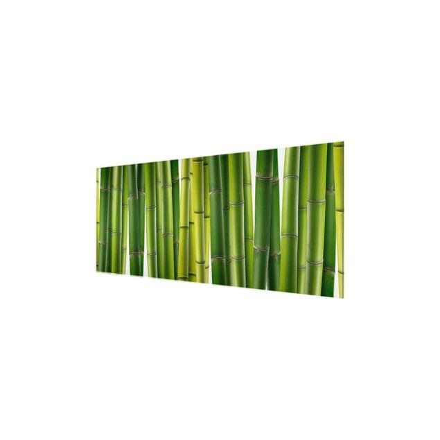 Glasbild - Bambuspflanzen - Panorama Quer