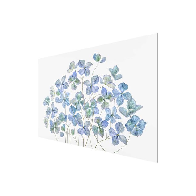 Glasbild - Blaue Hortensienblüten - Querformat 2:3