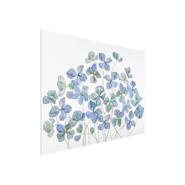Glasbild - Blaue Hortensienblüten - Querformat 3:4