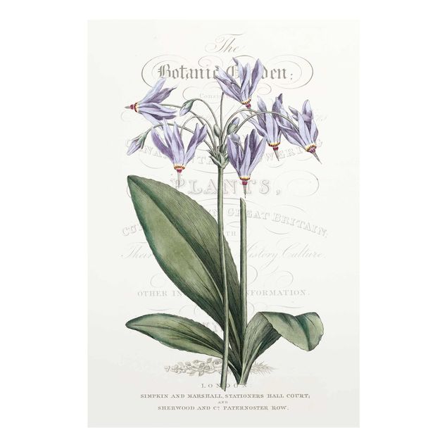 Glasbild - Botanisches Tableau - Götterblume - Hochformat 3:2