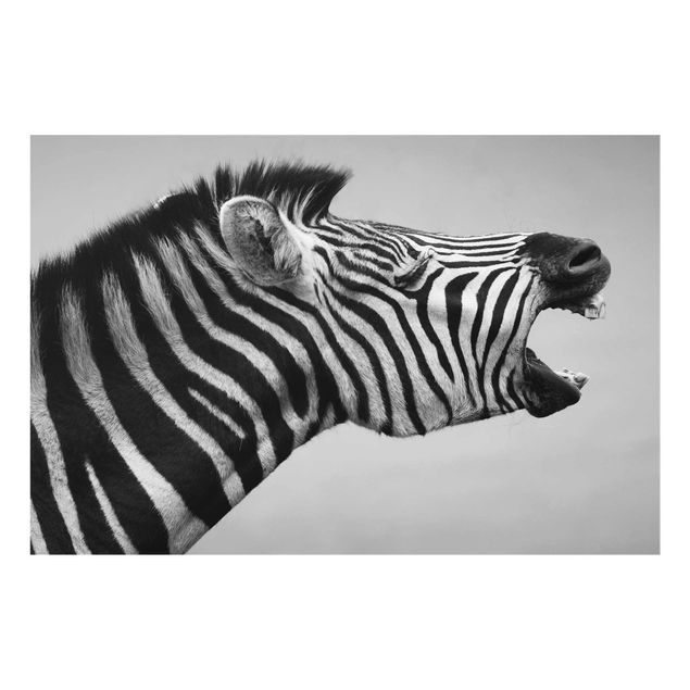 Glasbild - Brüllendes Zebra II - Quer 3:2
