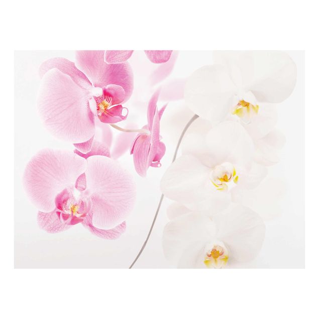 Glasbild - Delicate Orchids - Quer 4:3