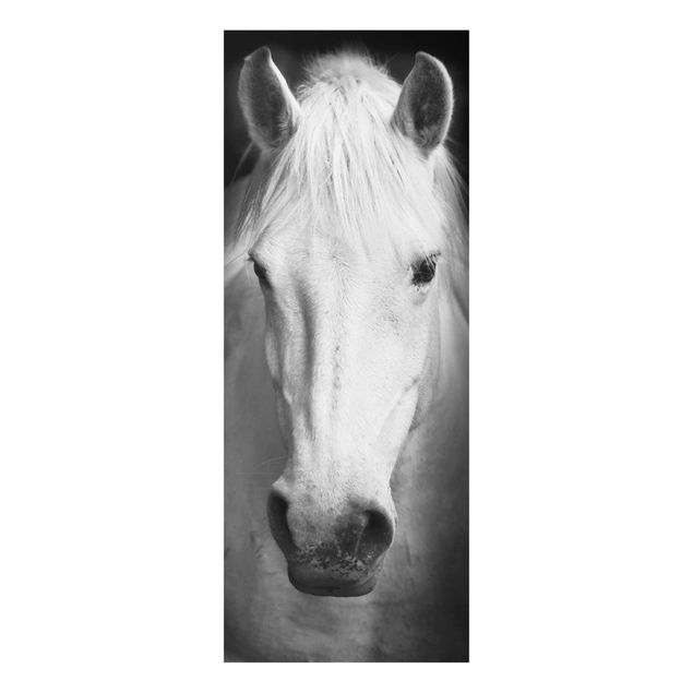 Glasbild - Dream of a Horse - Panorama Hoch