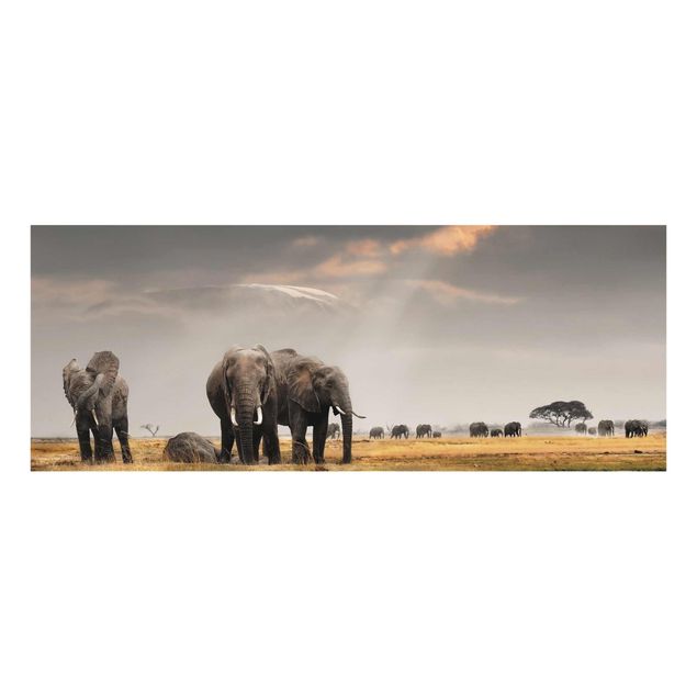 Glasbild - Elefanten der Savanne - Panorama Quer