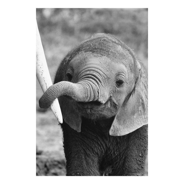 Glasbild - Elefantenbaby - Hoch 2:3