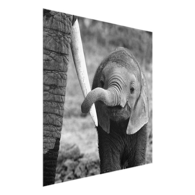 Glasbild - Elefantenbaby - Quadrat 1:1