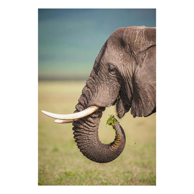 Glasbild - Elefantenfütterung Afrika - Hochformat 3:2