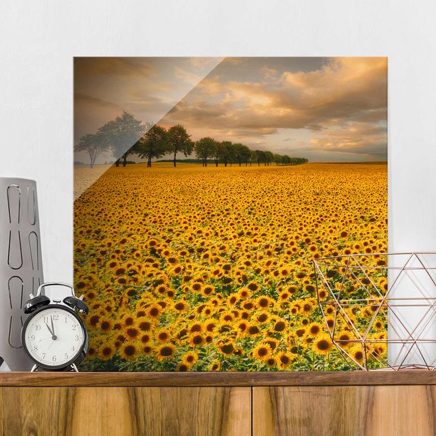 Glas Magnetboard Feld mit Sonnenblumen