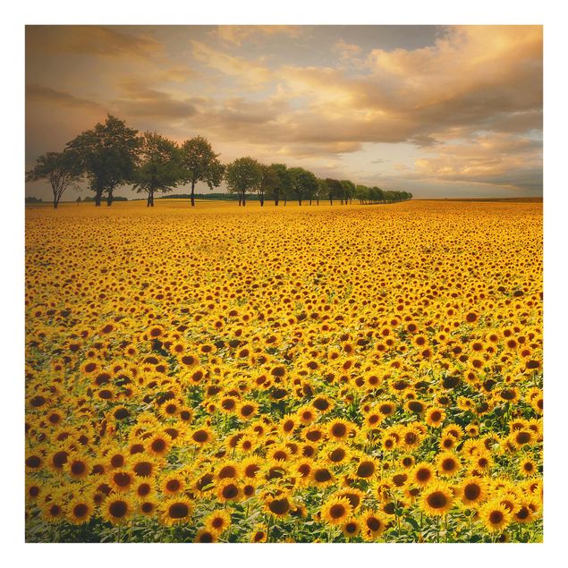 Glasbild - Feld mit Sonnenblumen - Quadrat 1:1