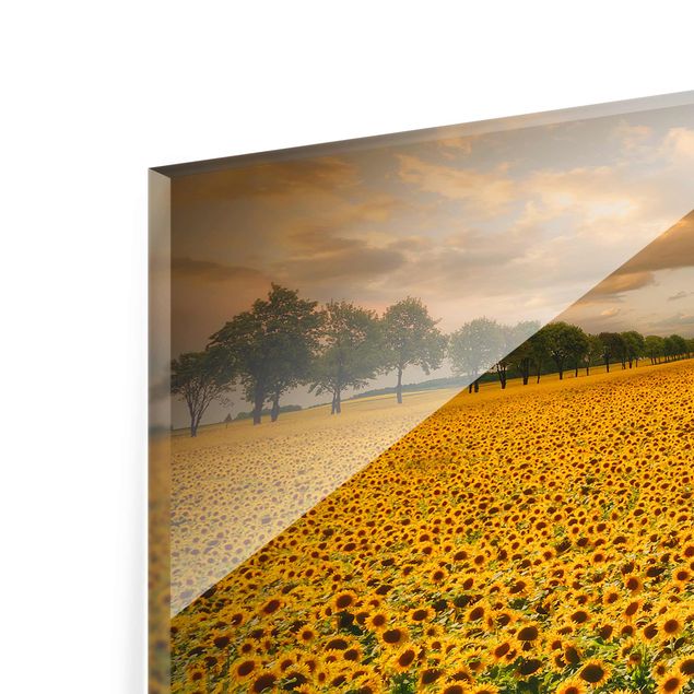Glasbild - Feld mit Sonnenblumen - Quer 3:2