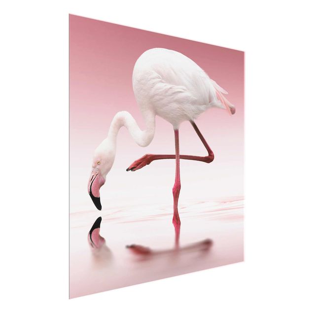Glasbild - Flamingo Dance - Quadrat 1:1