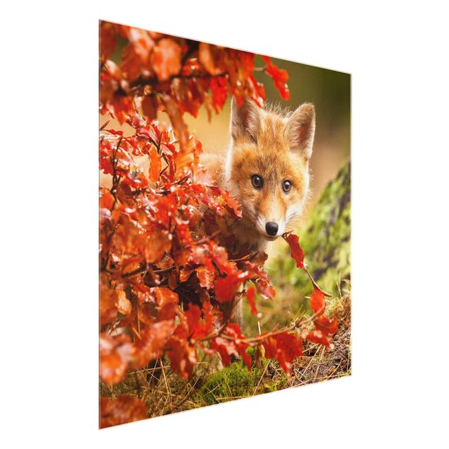 Glasbild - Fuchs im Herbst - Quadrat 1:1