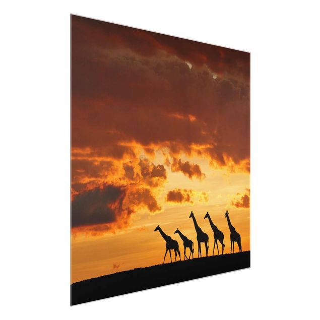 Glasbild - Fünf Giraffen - Quadrat 1:1