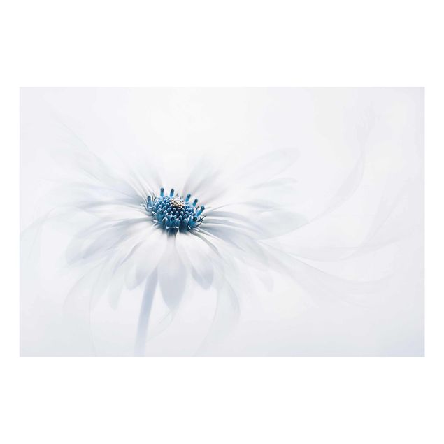 Glasbild - Gänseblümchen in Blau - Quer 3:2