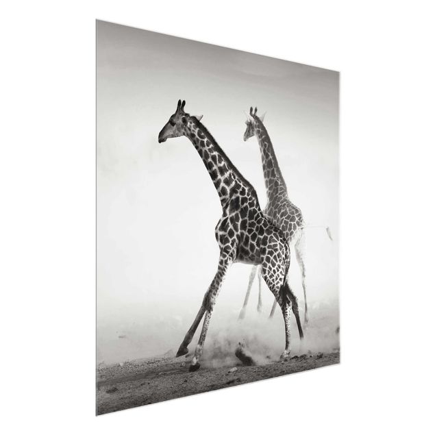 Glasbild - Giraffenjagd - Quadrat 1:1