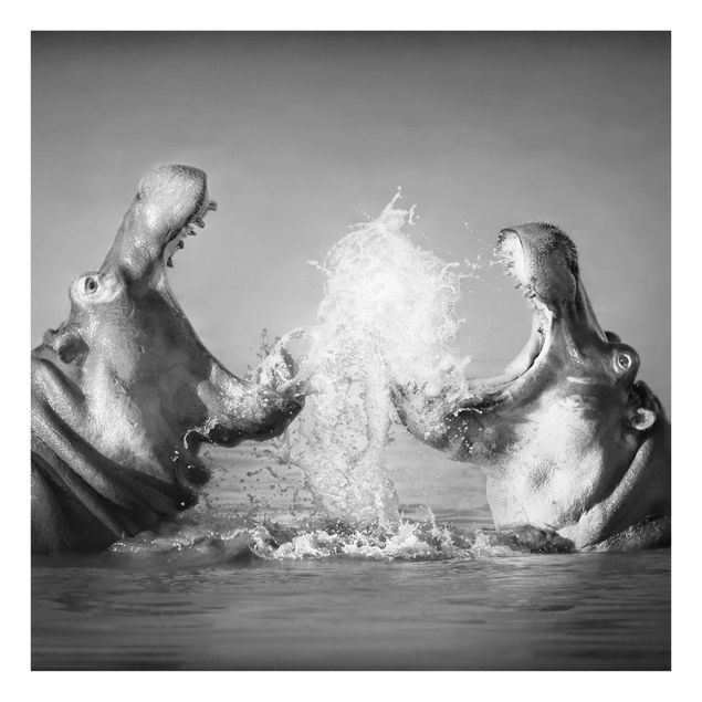Glasbild - Hippo Fight - Quadrat 1:1