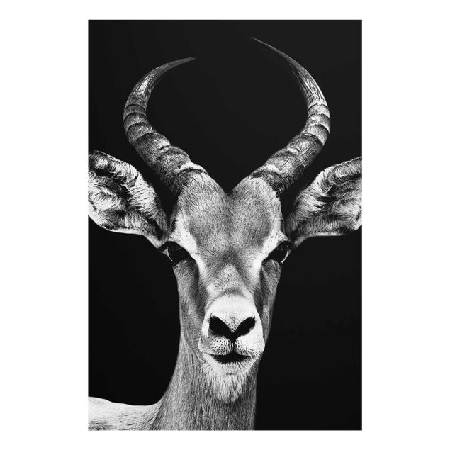 Glasbild - Impala Antilope schwarz-weiss - Hoch 2:3