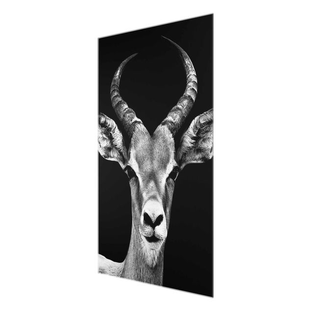 Glasbild - Impala Antilope schwarz-weiss - Hoch 2:3
