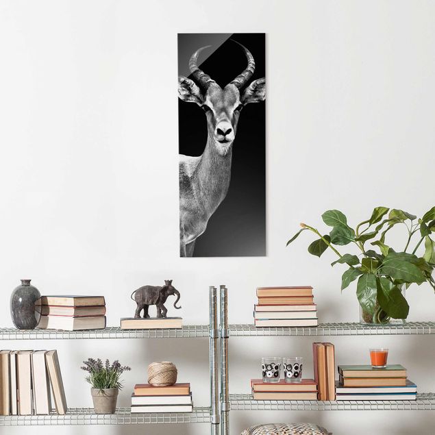 Glasbild - Impala Antilope schwarz-weiss - Panorama Hoch