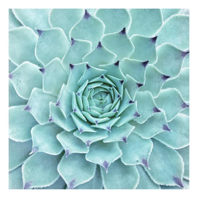 Glasbild - Kaktus Agave - Quadrat 1:1