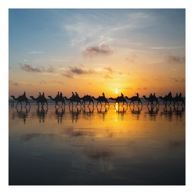 Glasbild - Kamele im Sonnenuntergang - Quadrat 1:1