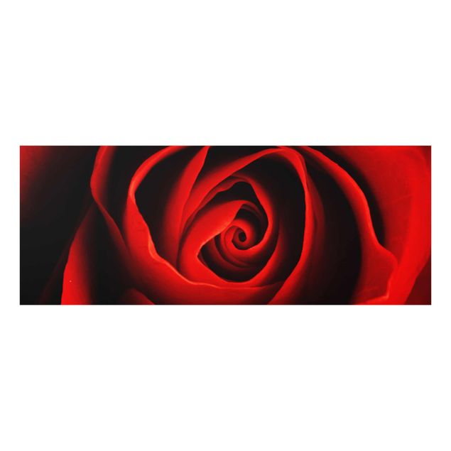 Glasbild - Liebliche Rose - Panorama Quer - Blumenbild Glas