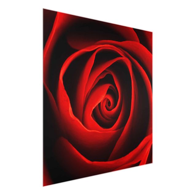 Glasbild - Liebliche Rose - Quadrat 1:1 - Blumenbild Glas