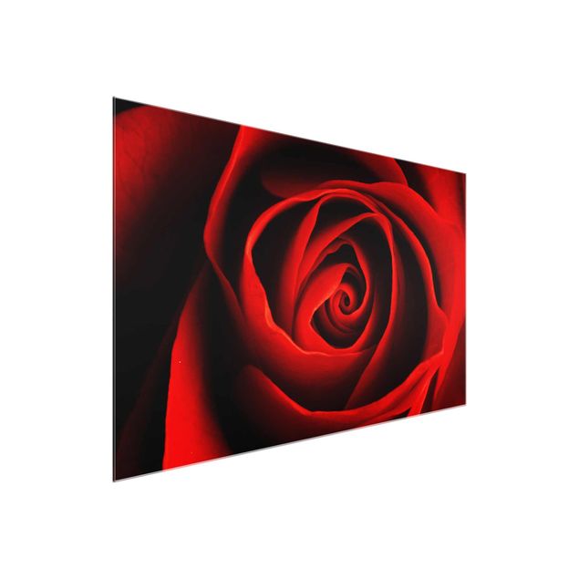 Glasbild - Liebliche Rose - Quer 3:2 - Blumenbild Glas