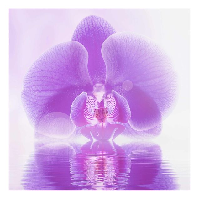 Glasbild - Lila Orchidee auf Wasser - Quadrat 1:1