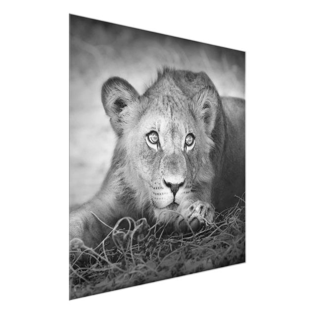 Glasbild - Lurking Lionbaby - Quadrat 1:1