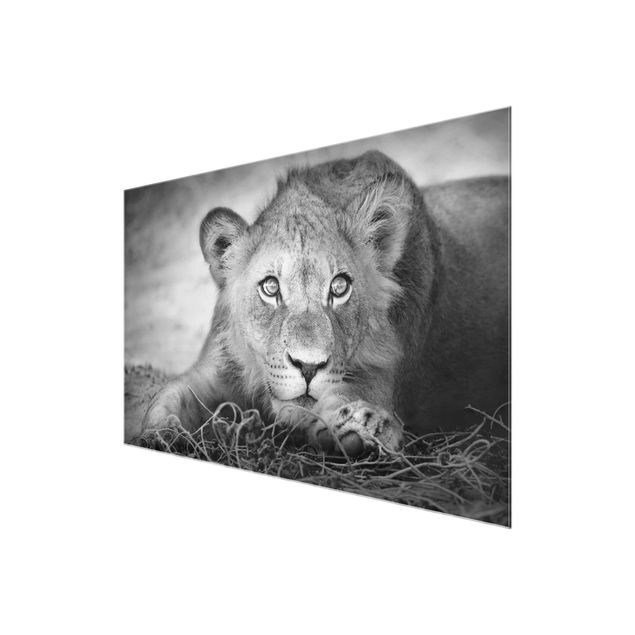 Glasbild - Lurking Lionbaby - Quer 3:2