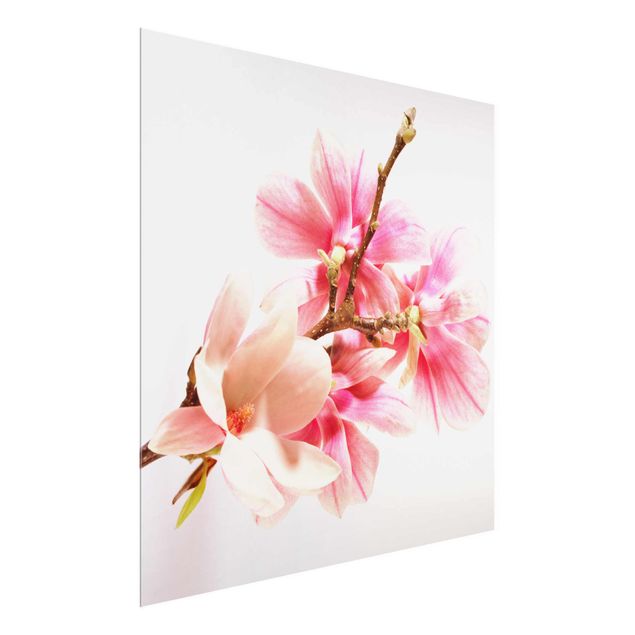 Glasbild - Magnolienblüten - Quadrat 1:1