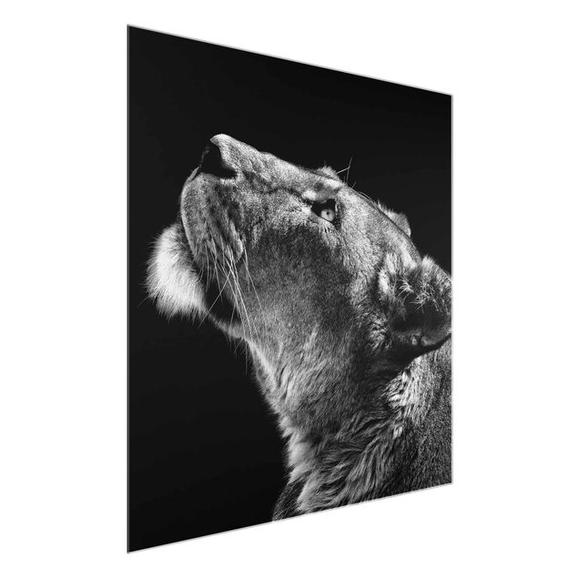 Glasbild - Portrait einer Löwin - Quadrat 1:1