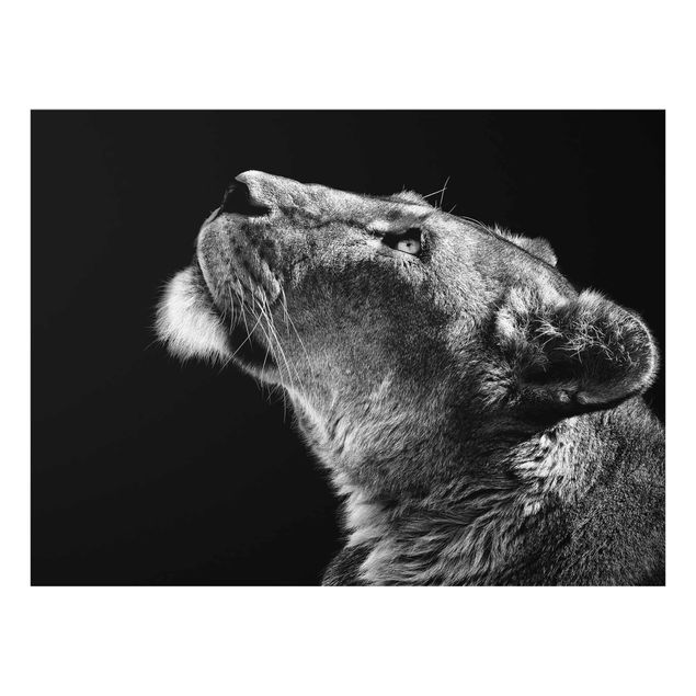 Glasbild - Portrait einer Löwin - Querformat 3:4