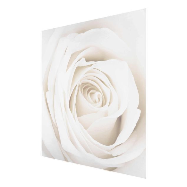 Glasbild - Pretty White Rose - Quadrat 1:1 - Blumenbild Glas