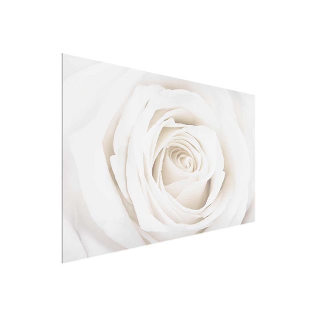 Glasbild - Pretty White Rose - Quer 3:2 - Blumenbild Glas